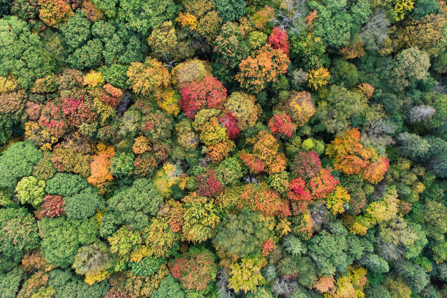 McCarty Hill State Forest